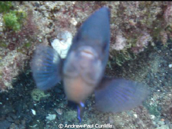 this photo has not been altered, only cropped. It´s a blu... by Andrew Paul Cunliffe 